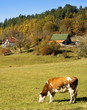 Cow  on a field