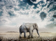 Elephant in the desert