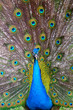 peacock with a tail