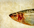 herring fish head