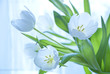 White tulips White tulips