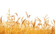 Wheat