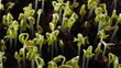 Growing seed of salad timelapse