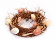 Bio Osternest