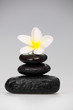 frangipani and black stones