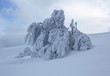 Winter tree