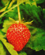 summer strawberry print