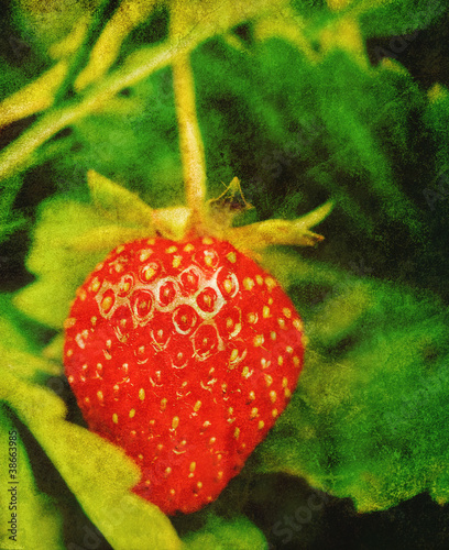 Foto: summer strawberry print summer strawberry print