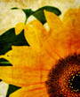 sunflower print