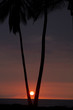 Photo: Sunset between the Palmtrees Sunset between the Palmtrees