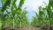 Green Corn Field