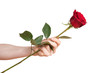 Hand haelt rote Rose