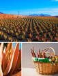 Aloe vera on Fuerteventura Aloe vera on Fuerteventura