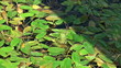frog is floating in a pond