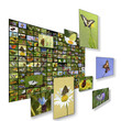 Wall of butterfly pictures