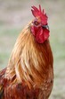 Photo: Red Rooster Portrait Red Rooster Portrait