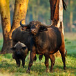 African buffalos in the Lake Nakuru National Park - Kenya