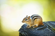 Photo: Cute chipmunk on log Cute chipmunk on log