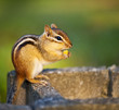Photo: Wild chipmunk eating nut Wild chipmunk eating nut