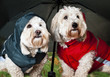 Photo: Dressed up dogs under umbrella Dressed up dogs under umbrella