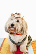 Photo: Cute dog in cowboy costume Cute dog in cowboy costume