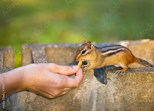 Photo: Feeding wildlife Feeding wildlife