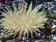 Painted Anemone Urticina crassicornis
