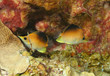 Photo: Longsnout Butterflyfish Pair (Prognathodes aculeatus) - Cozumel Longsnout Butterflyfish Pair (Prognathodes aculeatus) - Cozumel