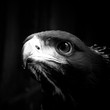 Golden eagle