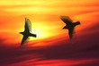 Bird Lovers