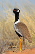 White-quilled Bustard