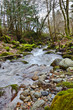 Rivière forestière