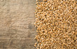 wheat grain on wood wheat grain on wood