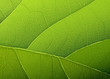 Green leaf texture. Vector background, EPS10