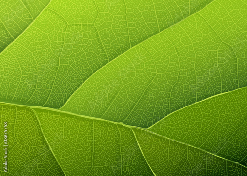 Vector: Green leaf texture. Vector background, EPS10 Green leaf texture. Vector background, EPS10