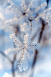Branch in the frost