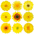Collection of Yellow Flowers Isolated on White