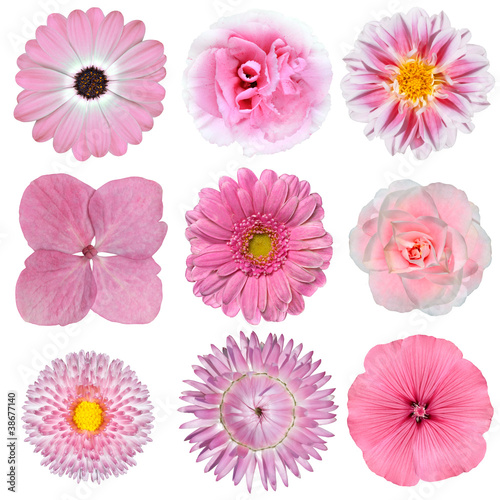 Photo: Collection of Pink White Flowers Isolated on White Collection of Pink White Flowers Isolated on White