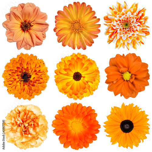 Photo: Selection of Orange Flowers Isolated on White Selection of Orange Flowers Isolated on White