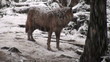 wolves move through a forested area