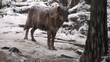 wolves move through a forested area