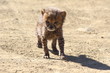 Cheetah Cub