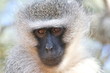Vervet Monkey