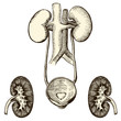 Système renal Système renal