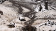 wolves that leap in snowy forest