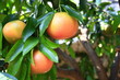 Grapefruit