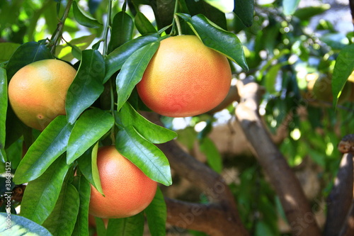 Photo: Grapefruit Grapefruit