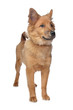 mixed breed dog,sheltie and Eurasiër