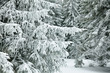 Winter forest