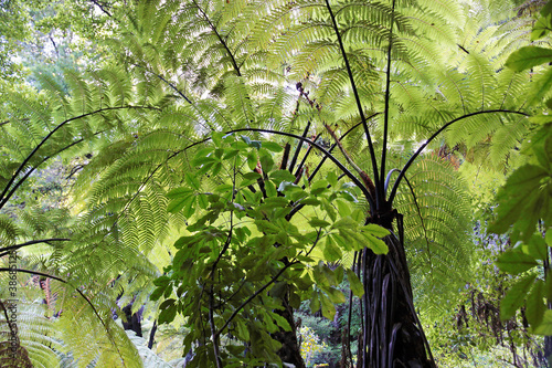 Photo: Baumfarne im Abel Tasman Nationalpark Baumfarne im Abel Tasman Nationalpark
